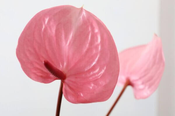 アンスリウム『ピンクシフォン』（Anthurium 'Pink Chiffon'）