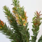 ミメテス・ヒルタス（Mimetes hirtus）