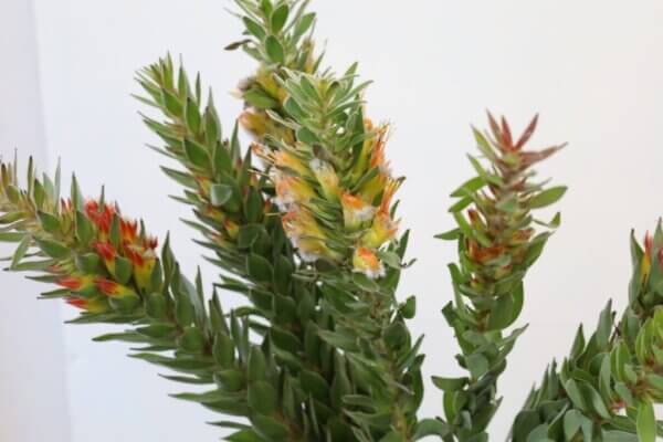 ミメテス・ヒルタス（Mimetes hirtus）