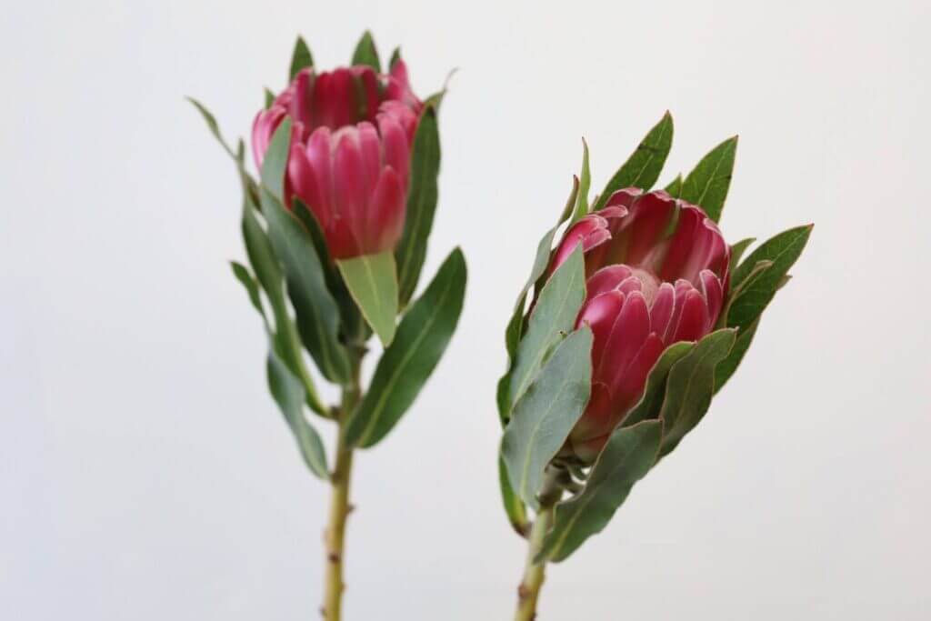 プロテアの品種名ブレンダの花の画像