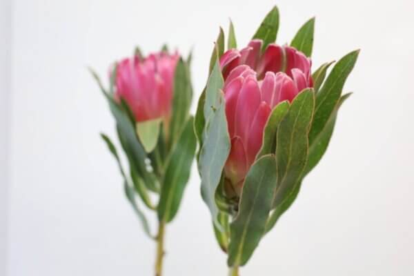 プロテア『ブレンダ』（Protea 'Brenda'）