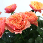 バラ『ケンジントンガーデン！』（Rose 'Kensington Garden!'）