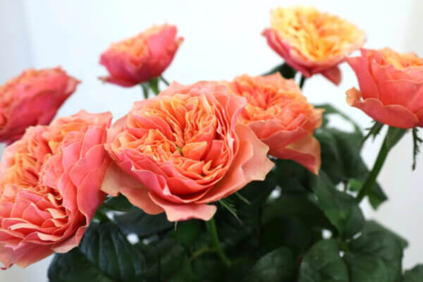 バラ『ケンジントンガーデン！』（Rose 'Kensington Garden!'）