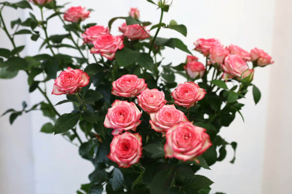 スプレーバラの品種名ピンクワルツの花の画像