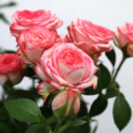 スプレーバラ『ピンクワルツ』(Spray Rose 'Pink Waltz')
