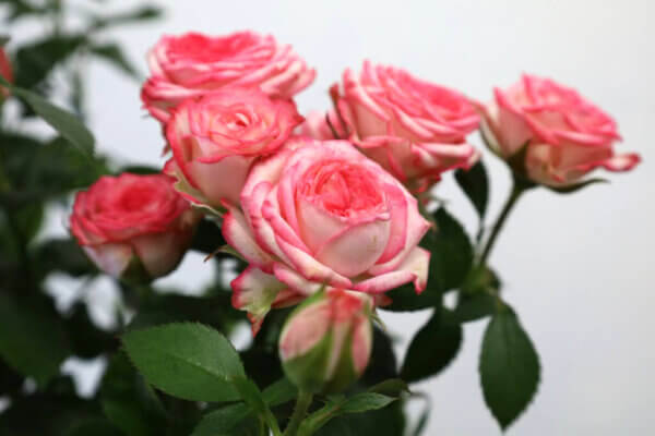 スプレーバラ『ピンクワルツ』(Spray Rose 'Pink Waltz')