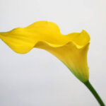 カラー『キャプテンソロ』（Calla 'Captain Solo'）