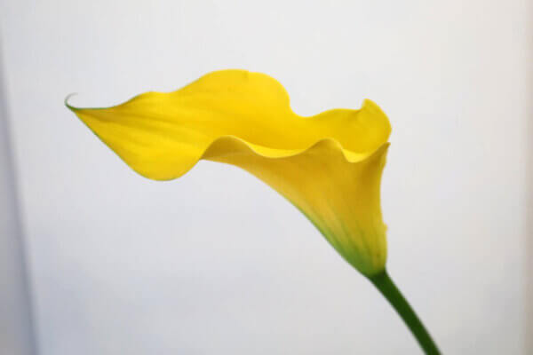 カラー『キャプテンソロ』（Calla 'Captain Solo'）