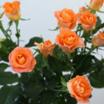 スプレーバラ『シエナアップル』（Spray Rose 'Siena Apple'）