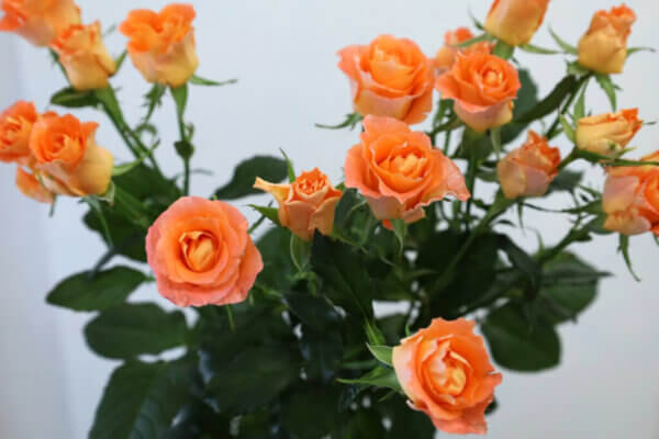 スプレーバラ『シエナアップル』（Spray Rose 'Siena Apple'）