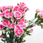 ダイアンサス『ソネットフレーズ』(Dianthus 'Sonnet Fraise')