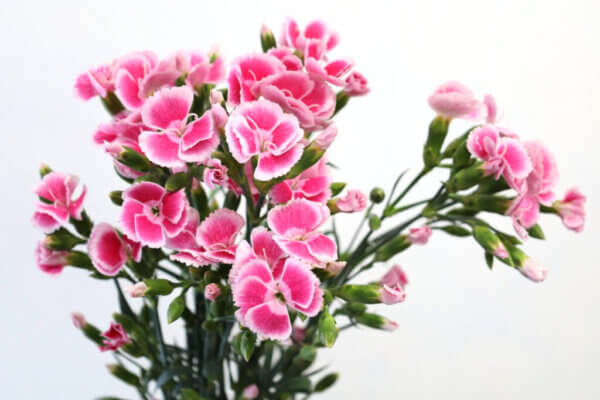 ダイアンサス『ソネットフレーズ』（Dianthus 'Sonnet Fraise'）