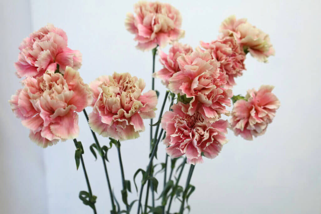 カーネーションの品種名メルレットチェリーの花の画像
