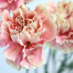 カーネーション『メルレットチェリー』（Carnation 'Merlet Cherry'）