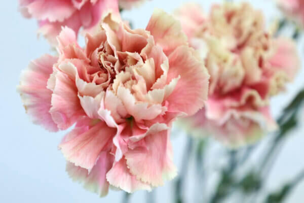 カーネーション『メルレットチェリー』（Carnation 'Merlet Cherry'）