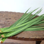 沖縄シャガ（Okinawa Shaga）