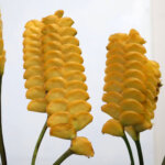 カラテア『ゴールデンプリーズ』（Calathea 'Golden Please'）