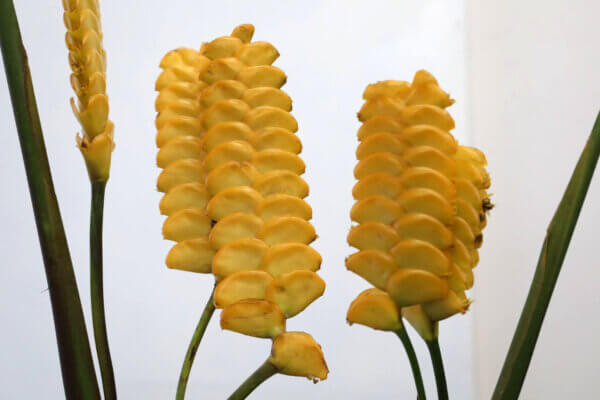 カラテア『ゴールデンプリーズ』（Calathea 'Golden Please'）