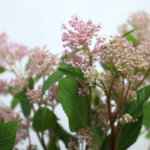 マリーサイモン（Marie Simon）