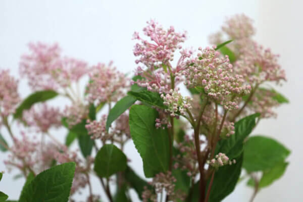 マリーサイモン（Marie Simon）