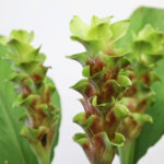 クルクマ『ラブリーエメラルド』（Curcuma 'Lovely Emerald'）
