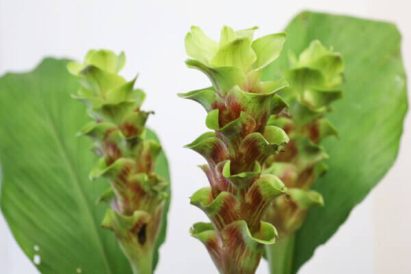 クルクマ『ラブリーエメラルド』（Curcuma 'Lovely Emerald'）
