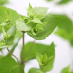 マウンテンミント（Mountain Mint）