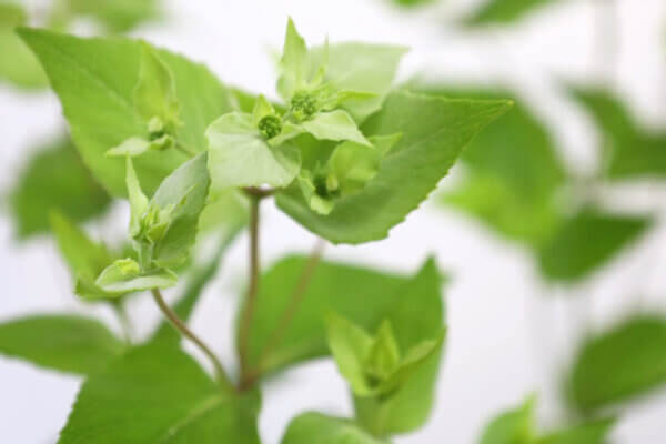 マウンテンミント（Mountain Mint）