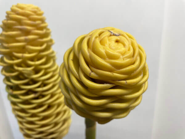 ジンジャー『イエローシャンプー』（Ginger 'Yellow Shampoo'）