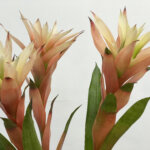 グズマニア『ピーチ』（Guzmania 'Peach'）