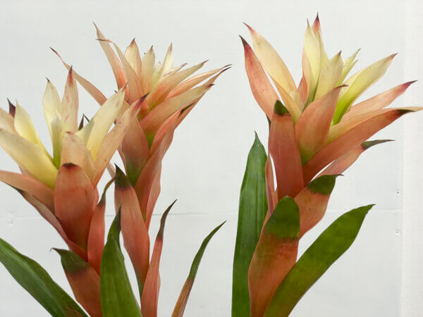 グズマニア『ピーチ』（Guzmania 'Peach'）