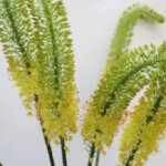 エレムルス・ブンゲイ(Eremurus bungei)