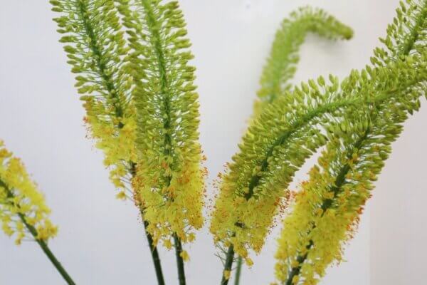 エレムルス・ブンゲイ（Eremurus bungei）