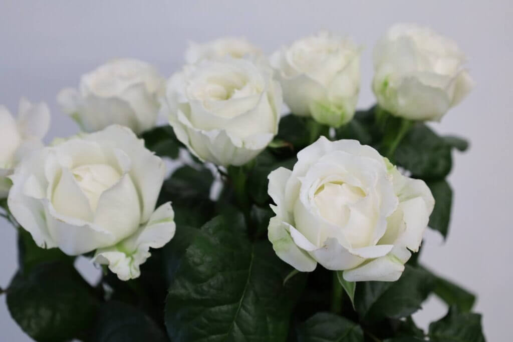 バラの品種名ポルトスノーの花の画像