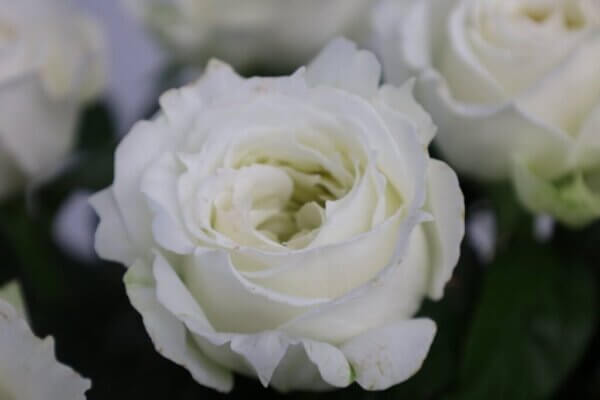 バラ『ポルトスノー』（Porto Snow）