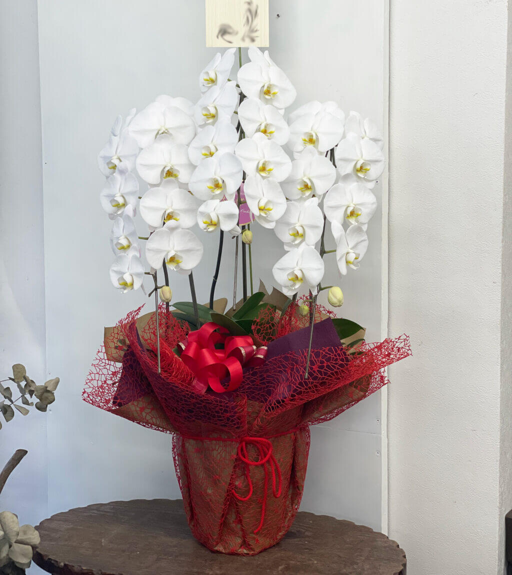 胡蝶蘭 平戸市の花屋タナカヤ花店