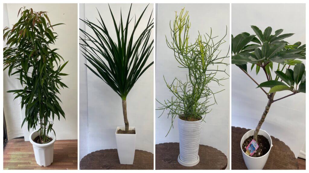 観葉植物 平戸市の花屋タナカヤ花店