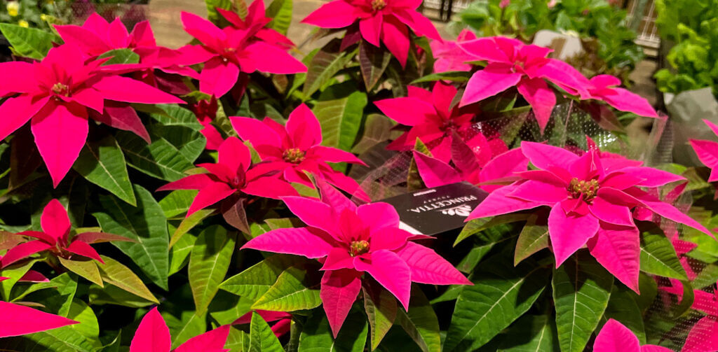 ポインセチア 平戸市の花屋タナカヤ花店