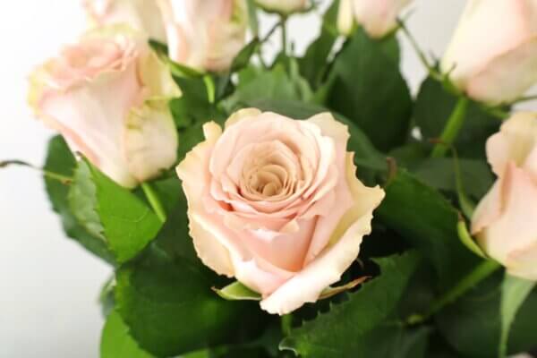 バラ『クリスタルドレス＋（プラス）』（Rose 'Crystal Dress Plus'）