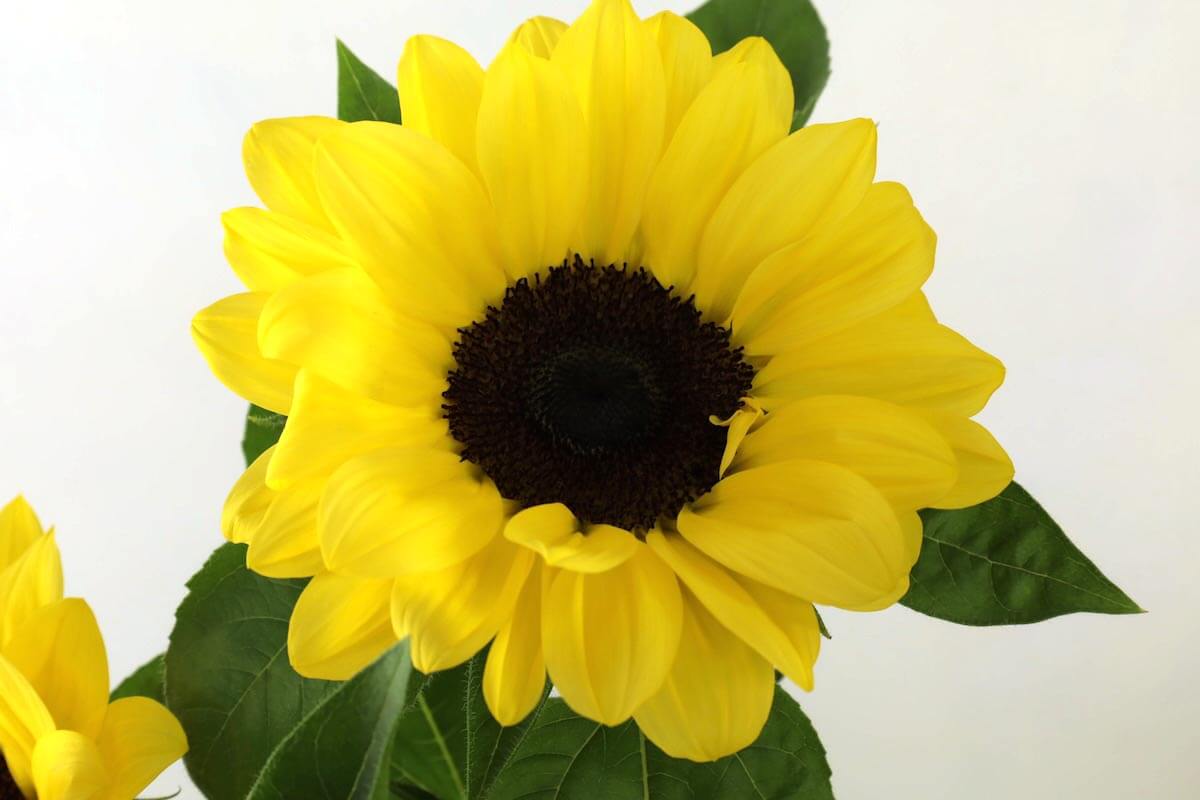 ひまわり『ビンセントポメロ』（Sunflower 'Vincent Pomelo'）