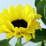 ひまわり『ビンセントポメロ』(Sunflower 'Vincent Pomelo')