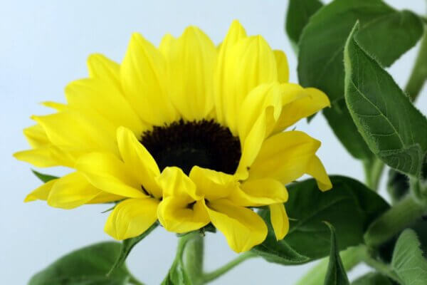 ひまわり『ビンセントポメロ』（Sunflower 'Vincent Pomelo'）