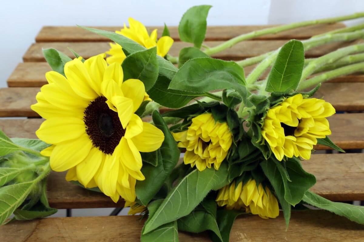 ひまわり『ビンセントポメロ』（Sunflower 'Vincent Pomelo'）